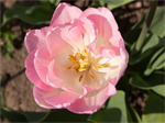 Frühling - Tulpen 2