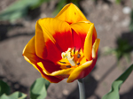 Frühling - Tulpen 3