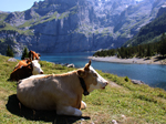 Relaxen am Oeschinensee, Berner Oberland