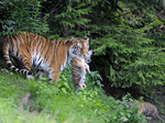 Zoo Zürich - Mutter Elena mit Tigerbaby