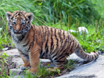 Zoo Zürich - Tigerbaby 2
