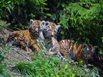 Zoo Zürich - Tigerbabys